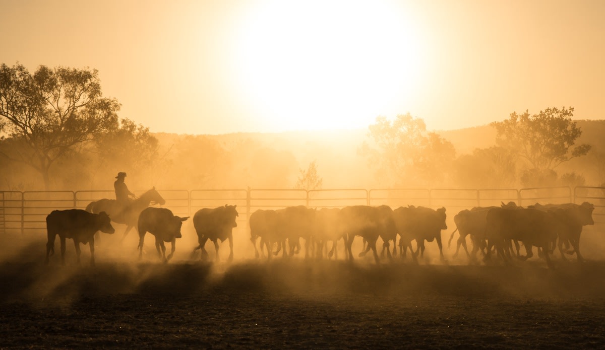 Cattle Australia faces legal action Lawyers Weekly